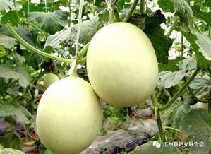 抖音网红刘雅萌吃瓜图片,瓜界新宠儿风采尽显 第3张 抖音网红刘雅萌吃瓜图片,瓜界新宠儿风采尽显 第3张